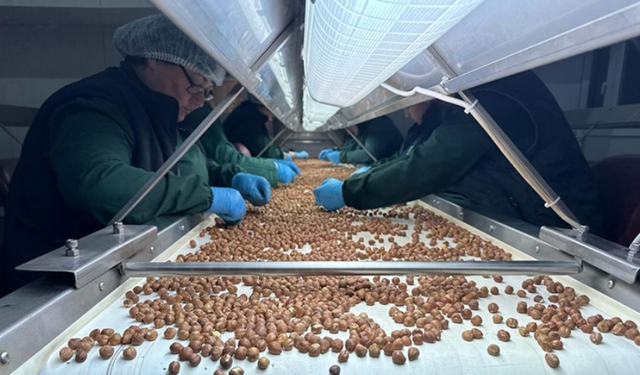 Trabzon'un fındık ihracatı yılın ilk ayında 26,7 milyon doları aştı