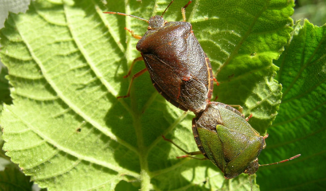 İklim değişikliği riskleri arttırıyor