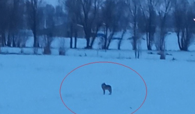 Bayburt'un Arpalı beldesinde 3 kurt görüldü