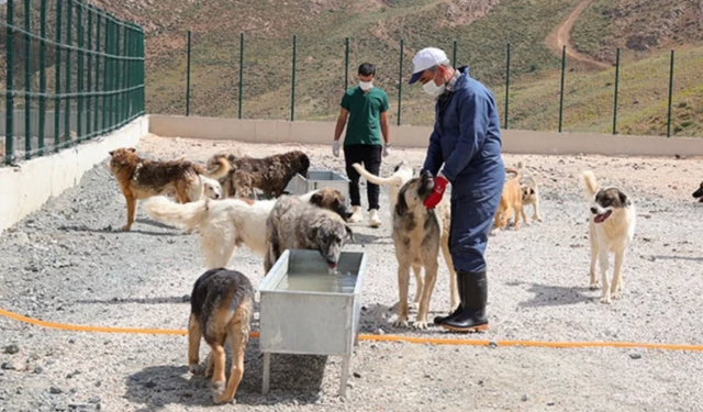 Sokak hayvanları toplatıldı