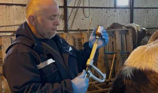 Aydıntepe’de şap aşılama ve küpeleme çalışmaları sürüyor