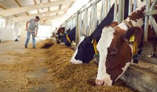 Hayvancılıkta heyet krizi: 20 yıllık uygulama neden değiştirildi?