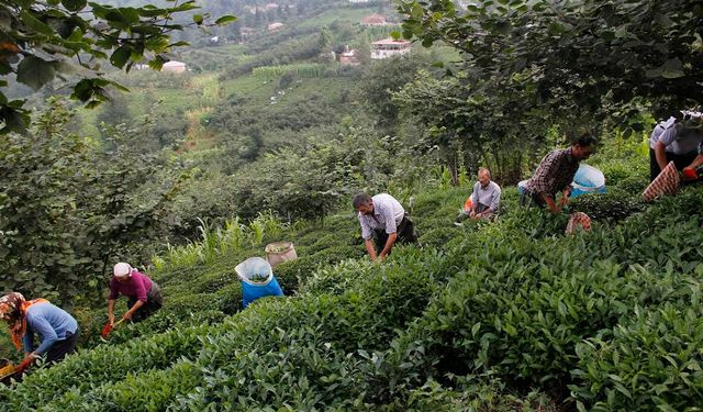 Çayda Fiyat Dengesi Çağrısı: Sanayici Maliyet Baskısı Altında..