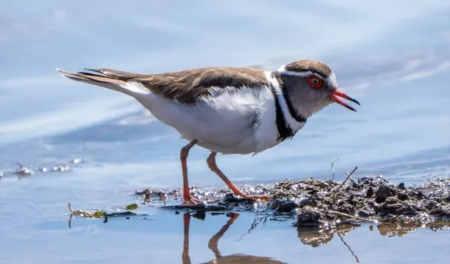 'Takkeli Cılıbıt' Türkiye’de ilk kez görüldü!