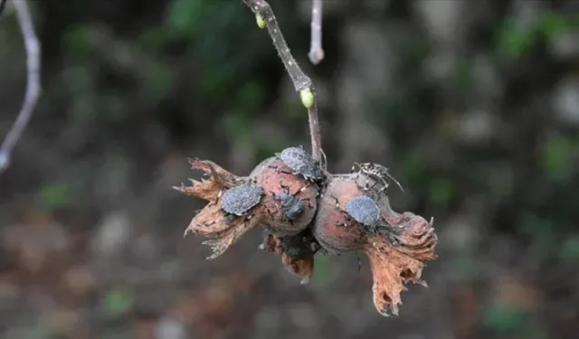 Tarımsal zararlılara yerli biyolojik çözüm