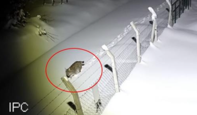 Ordu'da nesli tükenmekte olan vaşak görüntülendi