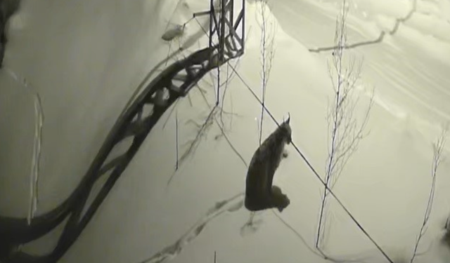 Bayburt'ta köye inen vaşak güvenlik kamerasında: Yol kenarında durup çevreyi izledi