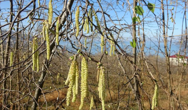 Fındıkta doğru bilinen yanlışlara karşı uyardı