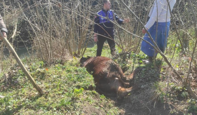 Kanala düşen ineği zabıta kurtardı
