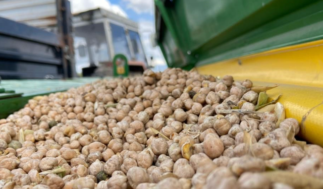 Bayburt’ta üreticilere yüzde 75 hibeli nohut tohumu desteği