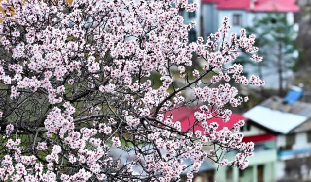 Zigana'nın eteklerinde çiçekler açtı, zirveler hala bembeyaz