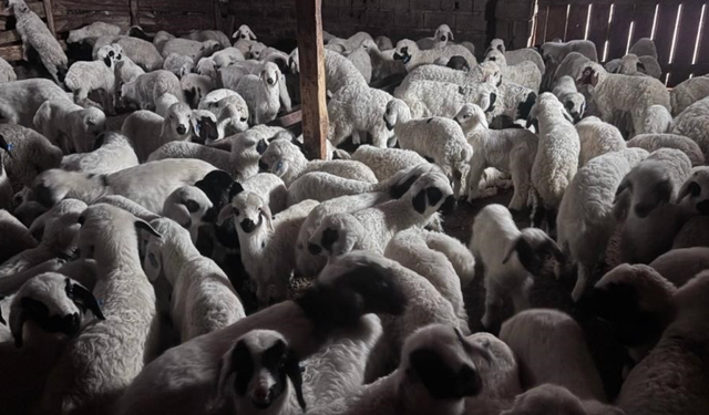 Bayburt’ta buzağı, malak, kuzu ve oğlak desteği ikinci dönem başvuruları yarın başlıyor