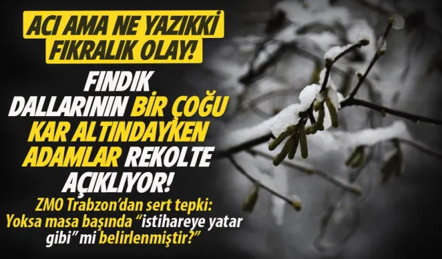 Fıkralık olay! Fındık dalları kar altındayken, rekolte açıkladılar...