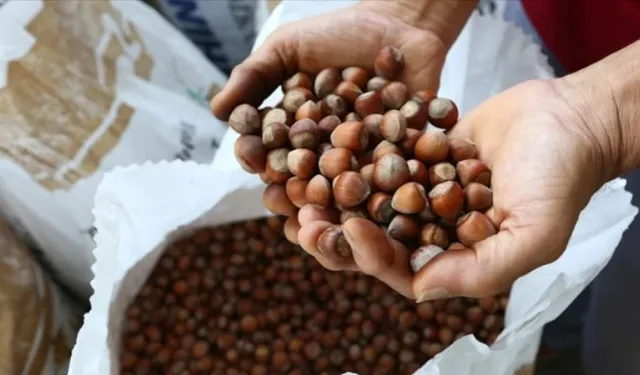 Fındık ihracatından 3 ayda 658 milyon doları aşkın gelir