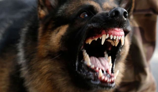 Zincirsiz köpek saldırısına  rekor tazminat!