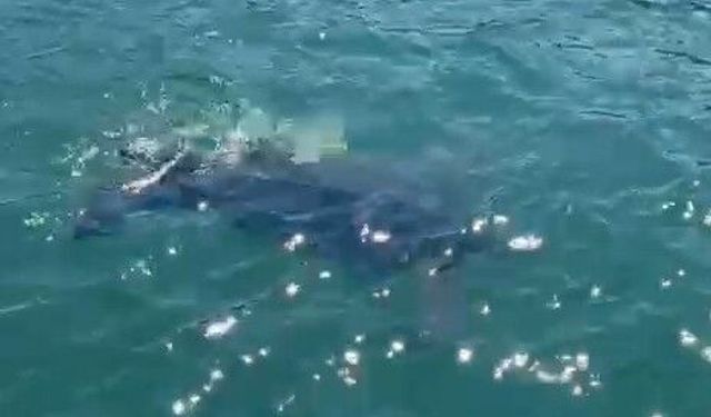 Rize'de nadir görülen deniz kaplumbağası balıkçının kamerasına yansıdı