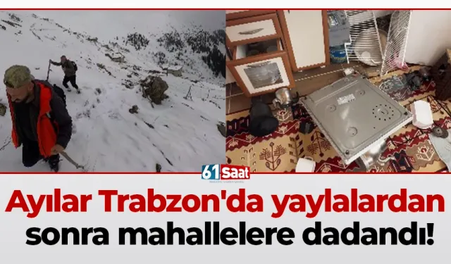 Ayılar Trabzon'da yaylalardan sonra mahallelere dadandı!