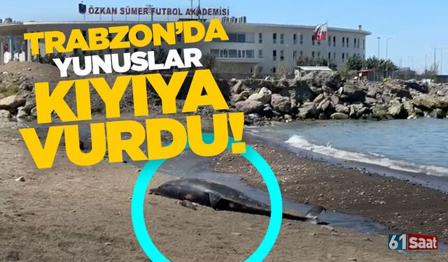 Trabzon'da üzücü görüntüler iki yunus kıyıya vurdu!