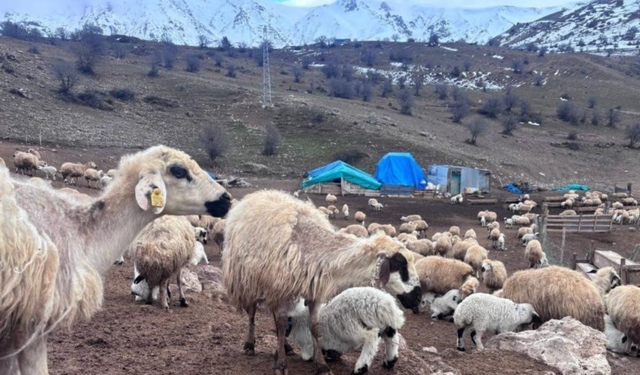 Bayburt’ta küçükbaş hayvancılığa destek başvuruları sürüyor