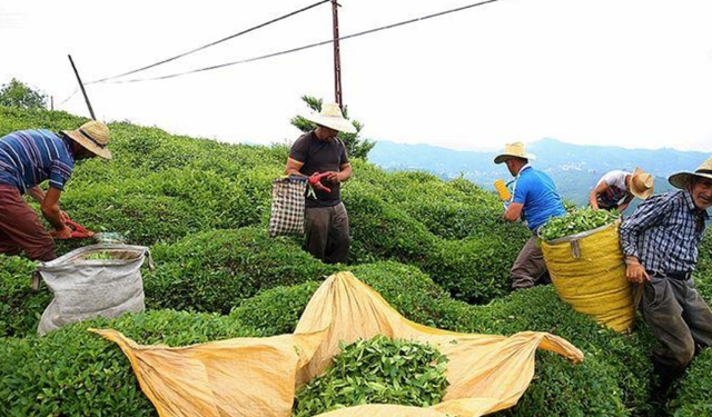 Çay ihracatında dikkat çeken sıçrama!