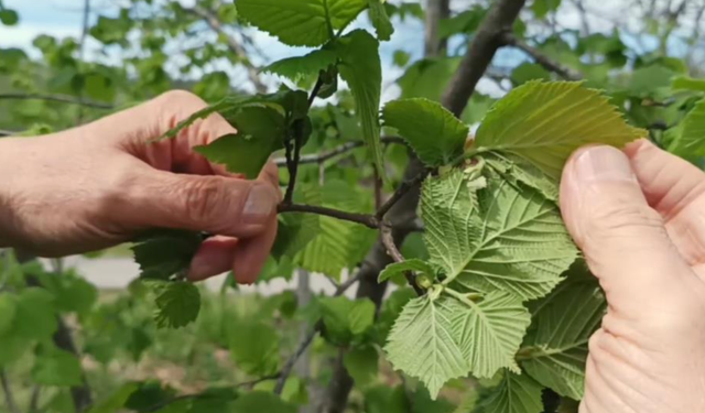Fındıkta verim düşüklüğü maliyeti artırıyor