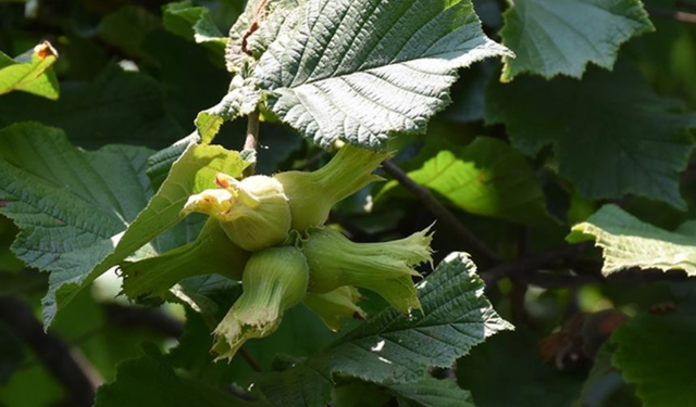 Orta ve Doğu Karadenizli üreticiler fındıkta iyi verim için sahada