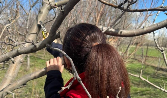 Bayburt'ta meyve ağaçlarında budama çalışmaları devam ediyor