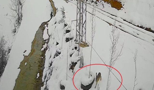 Bayburt'ta nefes kesen kovalamaca: Tavşanın kurdu atlattığı anlar kamerada