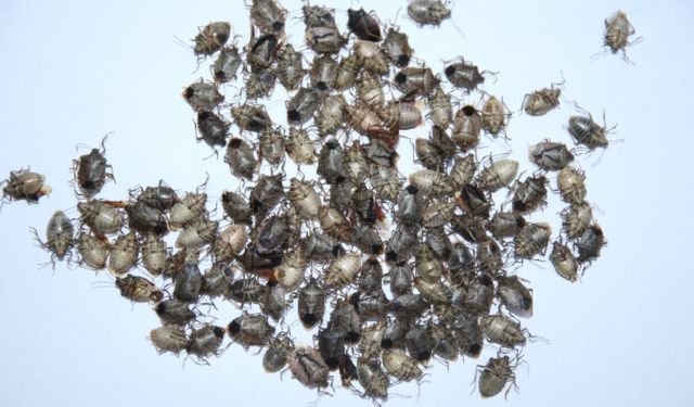 Fındık üreticisinin baş belası... Trabzon'da metruk binalara müdahale!