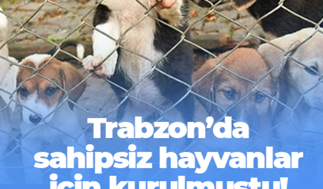 Trabzon’da sahipsiz hayvanlar için kurulmuştu! Ortahisar'da asıl üye belli oldu