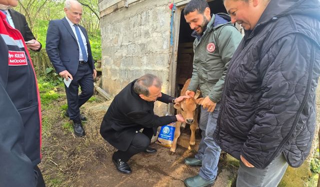 Trabzon'da ilk yavrular dünyaya geldi...