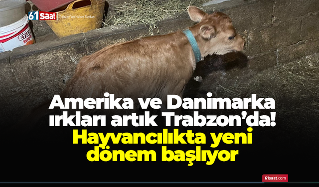 Amerika ve Danimarka ırkları artık Trabzon'da! Hayvancılıkta yeni dönem başlıyor