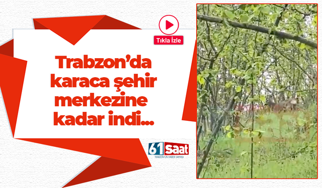 Trabzon’da doğaya salınan karaca şehir merkezine kadar indi