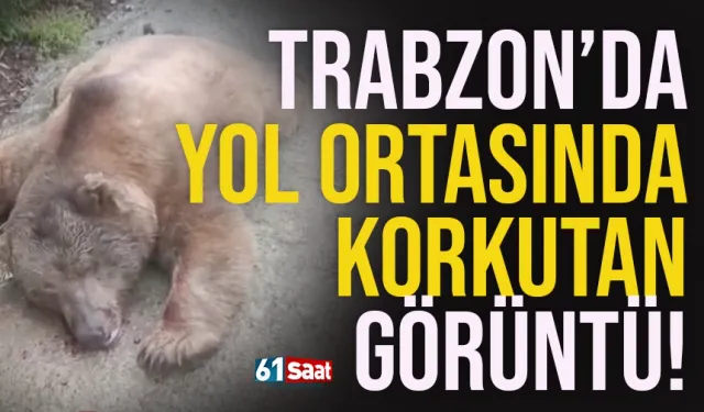 Trabzon'da yol ortasında vatandaşları korkutan görüntü...