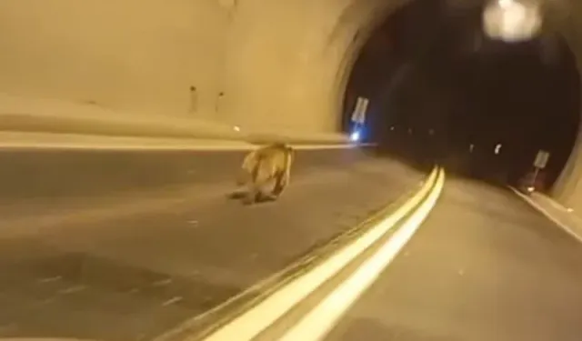 Tünelde ayı paniği! Dakikalarca aracın önünde koştu