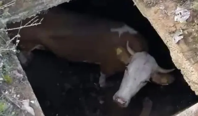 Dinamit deposuna düşen inek, kurbanlık olarak kesilemedi!