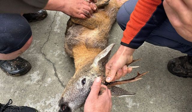Derede mahsur kalan karaca kurtarıldı