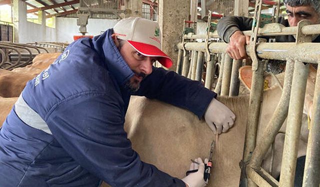 Of’ta Hayvancılıkta Örnek Uygulama: Arı İşletmelere Sıkı Denetim