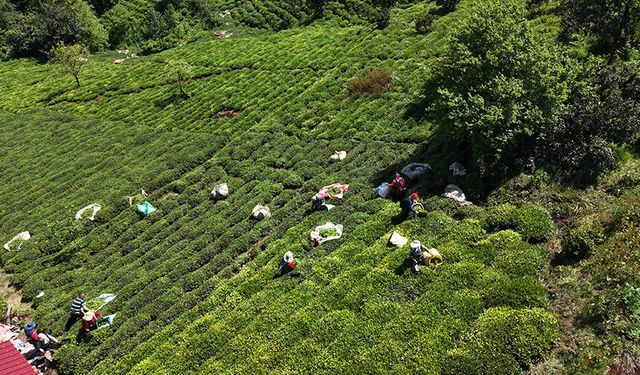 İlk sürgün gecikti, çay üreticisi 10 gün sonra hasada başladı