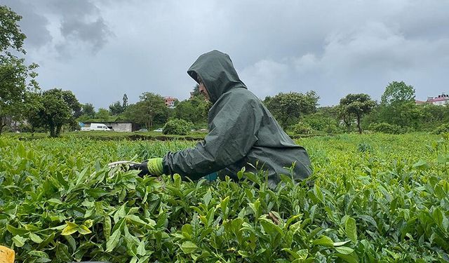 Doğu Karadeniz'de yağmur çay hasadını durdurmadı