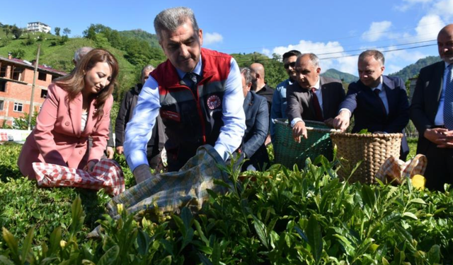 Artvin'de çay sezonu açıldı