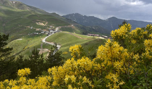 Karadeniz'in doğal mirası "komar çiçeği" ve "deli bal" için coğrafi değer ve bilinçli tüketim uyarısı
