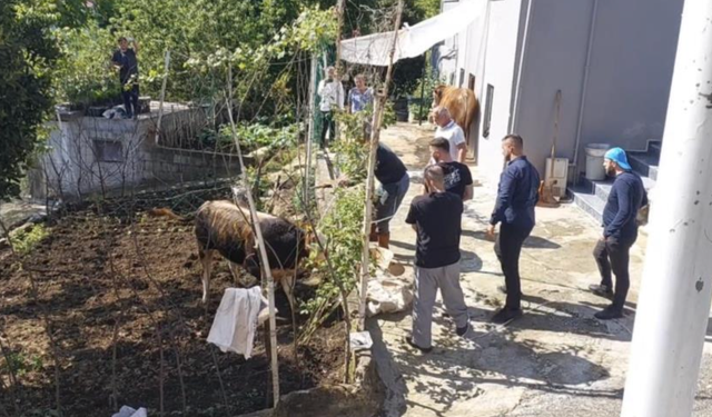 Rize'de kaçan kurbanlık sahiplerine zor anlar yaşattı