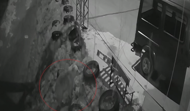 Bayburt’ta köye inen aç ayı kurdun tavşanı kovaladığı noktada yiyecek aradı