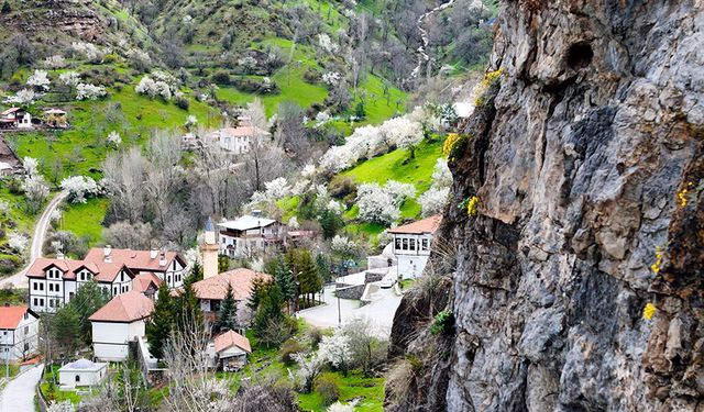 Gümüşhane'de taştan fışkıran 'draba çiçekleri' ilgi çekiyor