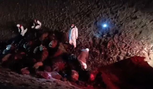 Iğdır’da arı saldırısının bilançosu: 816 koyun telef