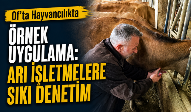 Of’ta Hayvancılıkta Örnek Uygulama: Arı İşletmelere Sıkı Denetim