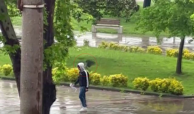 Haylaz karga sahilde yürüyenlere "musallat" oldu