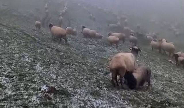 Mayıs ayında Ordu'nun yaylalarına kar yağdı