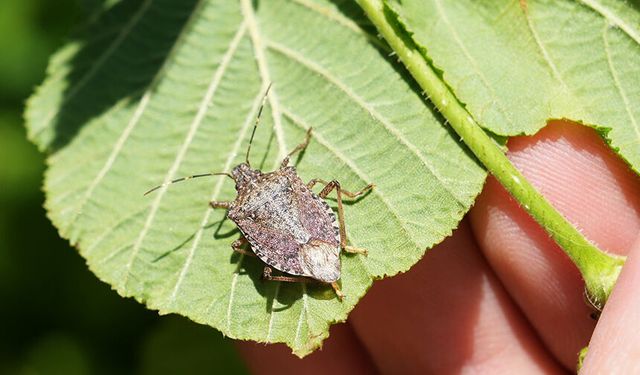 Kahverengi kokarca ile mücadelede 250 feromon tuzağı kuruldu
